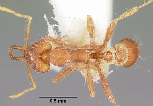 Strumigenys asrochia specimen