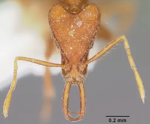 Strumigenys asrochia specimen