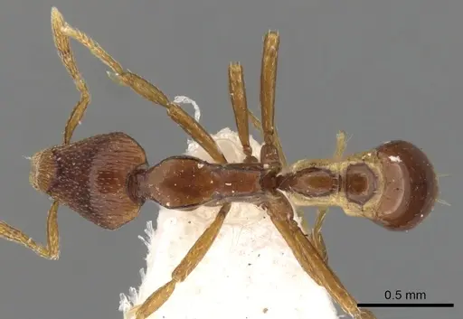 Strumigenys assamensis specimen