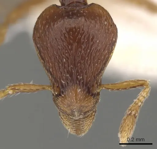 Strumigenys assamensis specimen
