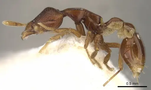 Strumigenys assamensis specimen