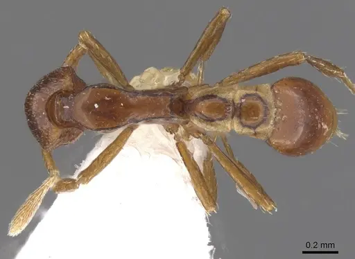 Strumigenys assamensis - CASENT0912846