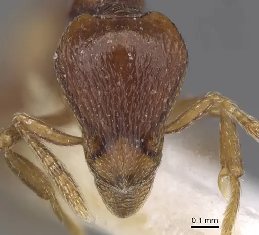 Strumigenys assamensis - CASENT0912846