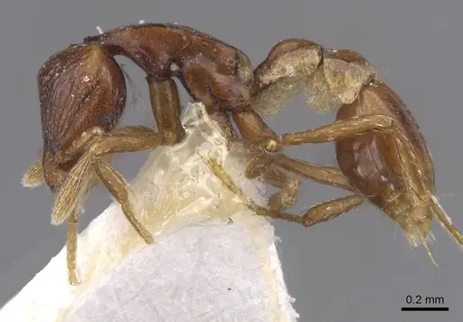 Strumigenys assamensis - CASENT0912846