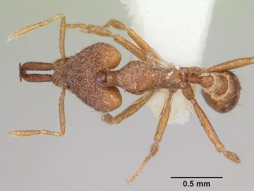 Strumigenys ataxia specimen