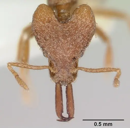 Strumigenys ataxia specimen