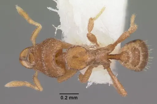 Strumigenys atopogenys specimen