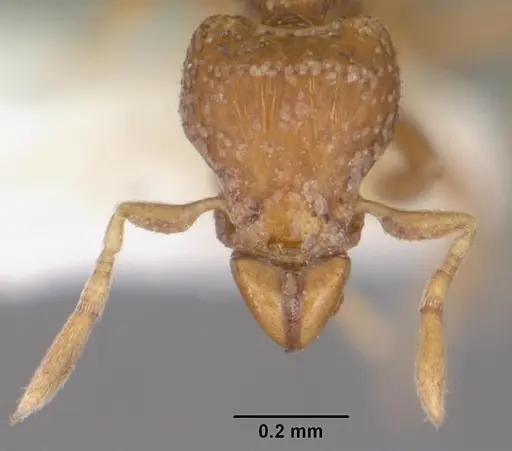 Strumigenys atopogenys specimen