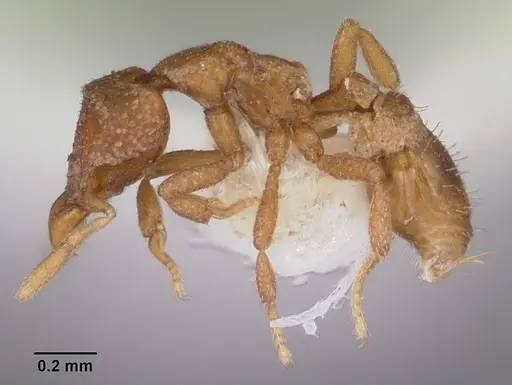 Strumigenys atopogenys specimen