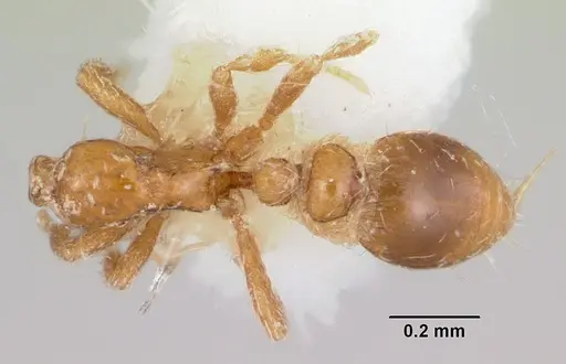 Strumigenys atropos specimen