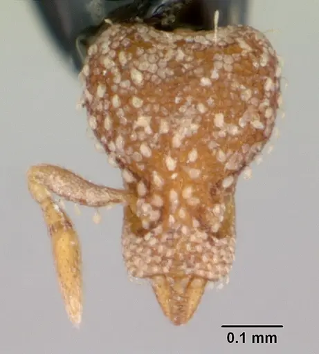 Strumigenys atropos specimen