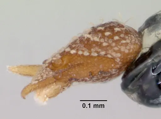 Strumigenys atropos specimen