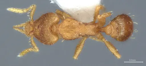 Strumigenys auctidens specimen