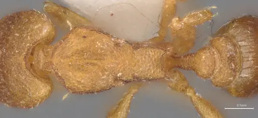 Strumigenys auctidens specimen