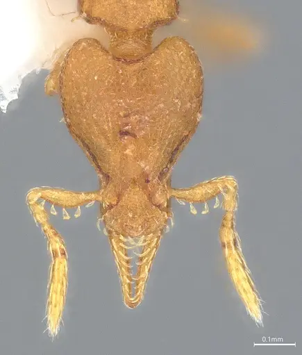 Strumigenys auctidens specimen