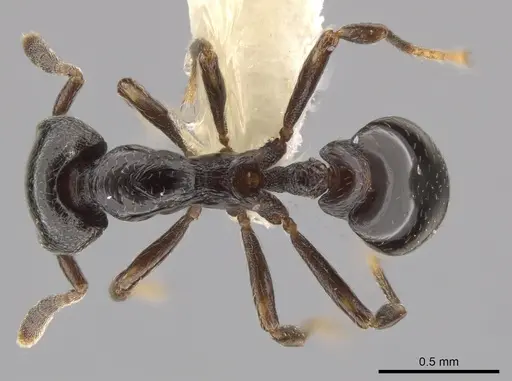 Strumigenys augustandrewi specimen