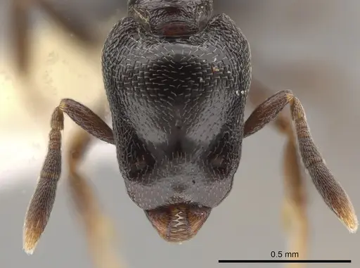 Strumigenys augustandrewi specimen