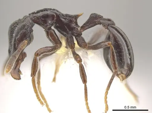 Strumigenys augustandrewi specimen