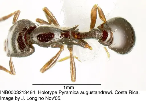 Strumigenys augustandrewi - INB0003213484