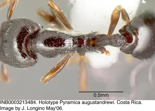 Strumigenys augustandrewi - INB0003213484