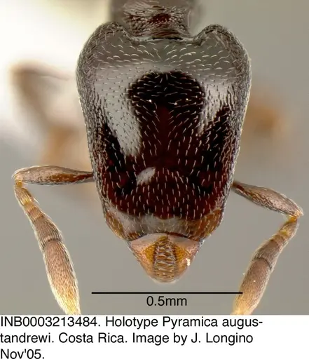 Strumigenys augustandrewi - INB0003213484