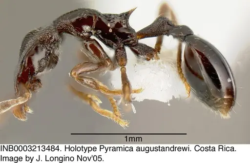 Strumigenys augustandrewi - INB0003213484