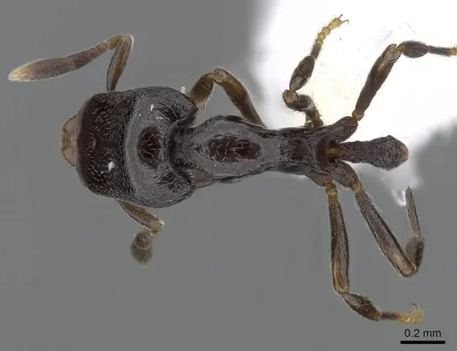 Strumigenys augustandrewi - INB0003666649