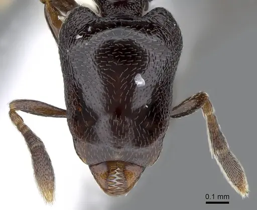 Strumigenys augustandrewi - INB0003666649