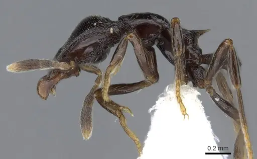 Strumigenys augustandrewi - INB0003666649