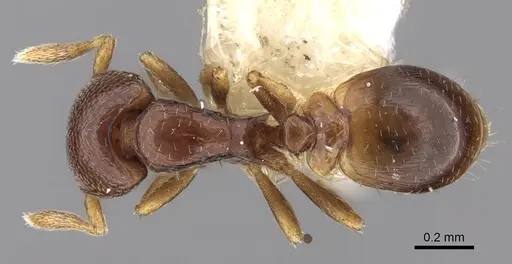 Strumigenys azteca specimen