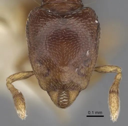 Strumigenys azteca specimen