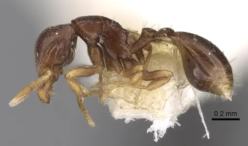 Strumigenys azteca specimen