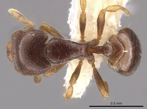 Strumigenys azteca - CASENT0648869