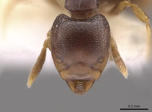 Strumigenys azteca - CASENT0648869