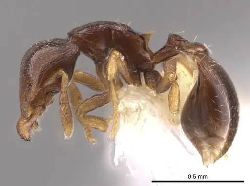 Strumigenys azteca - CASENT0648869