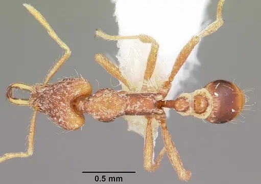 Strumigenys baal specimen