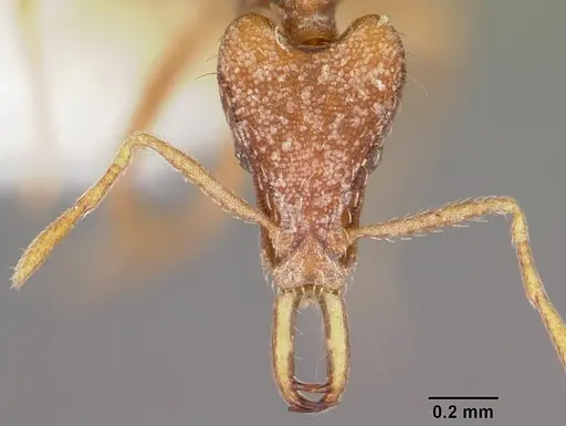 Strumigenys baal specimen