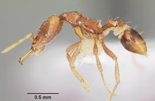 Strumigenys baal specimen