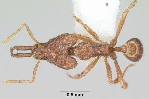 Strumigenys babelina specimen