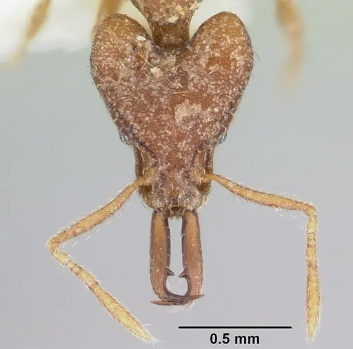 Strumigenys babelina specimen