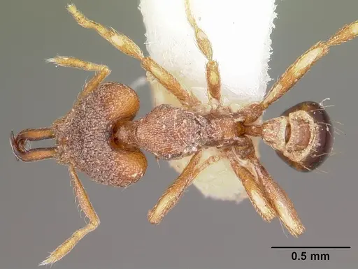 Strumigenys baladria specimen