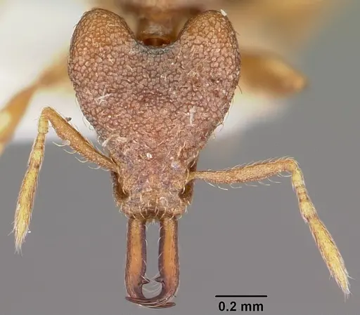 Strumigenys baladria specimen