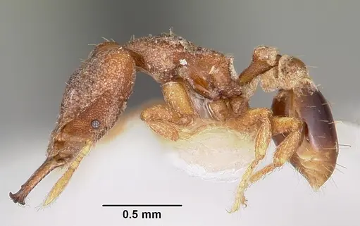 Strumigenys baladria specimen