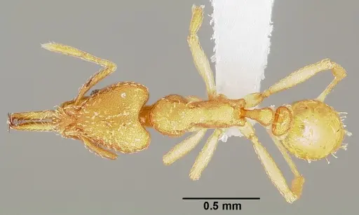 Strumigenys balux specimen