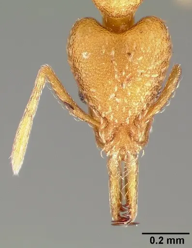 Strumigenys balux specimen