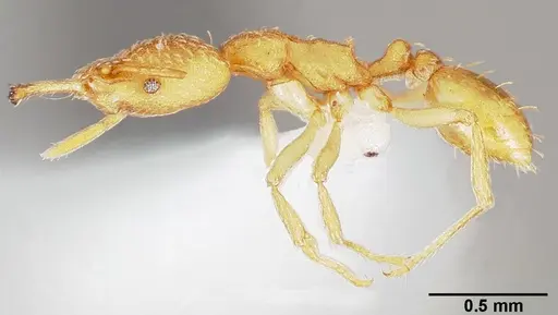 Strumigenys balux specimen