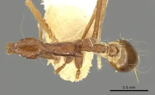 Strumigenys barylonga specimen