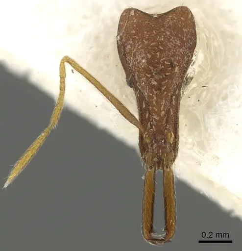 Strumigenys barylonga specimen