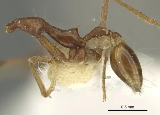 Strumigenys barylonga specimen