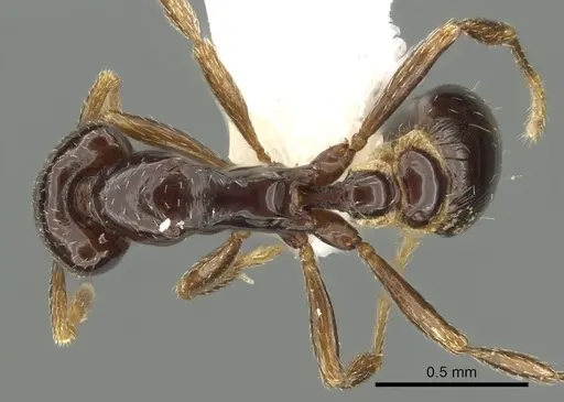 Strumigenys basiliska specimen